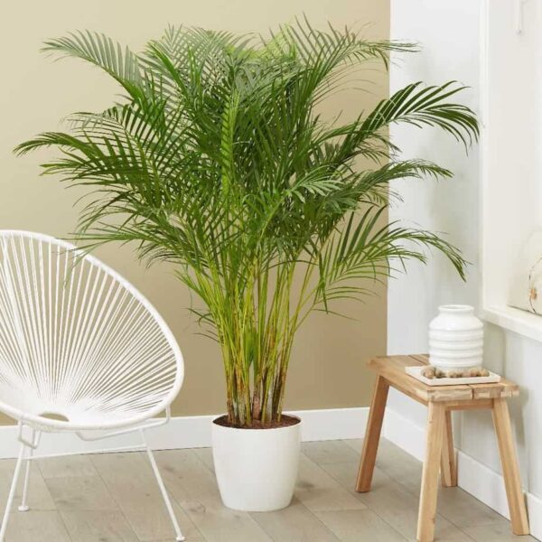 How to grow, care for & decorate with Areca Palm?