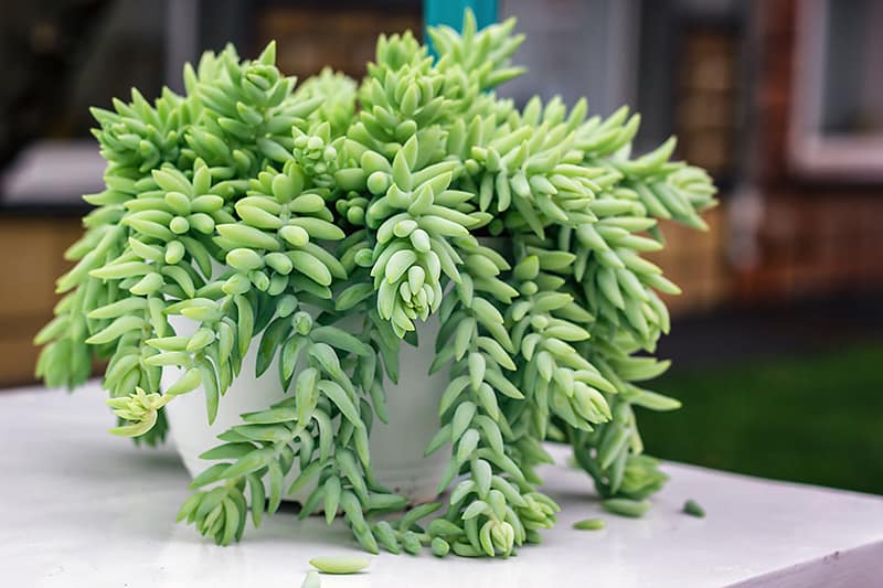 green fiolage of burro's tail with a white planter on a white table