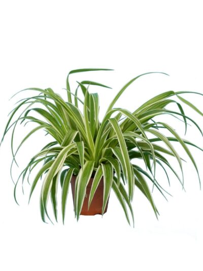 Ocean Spider Plant