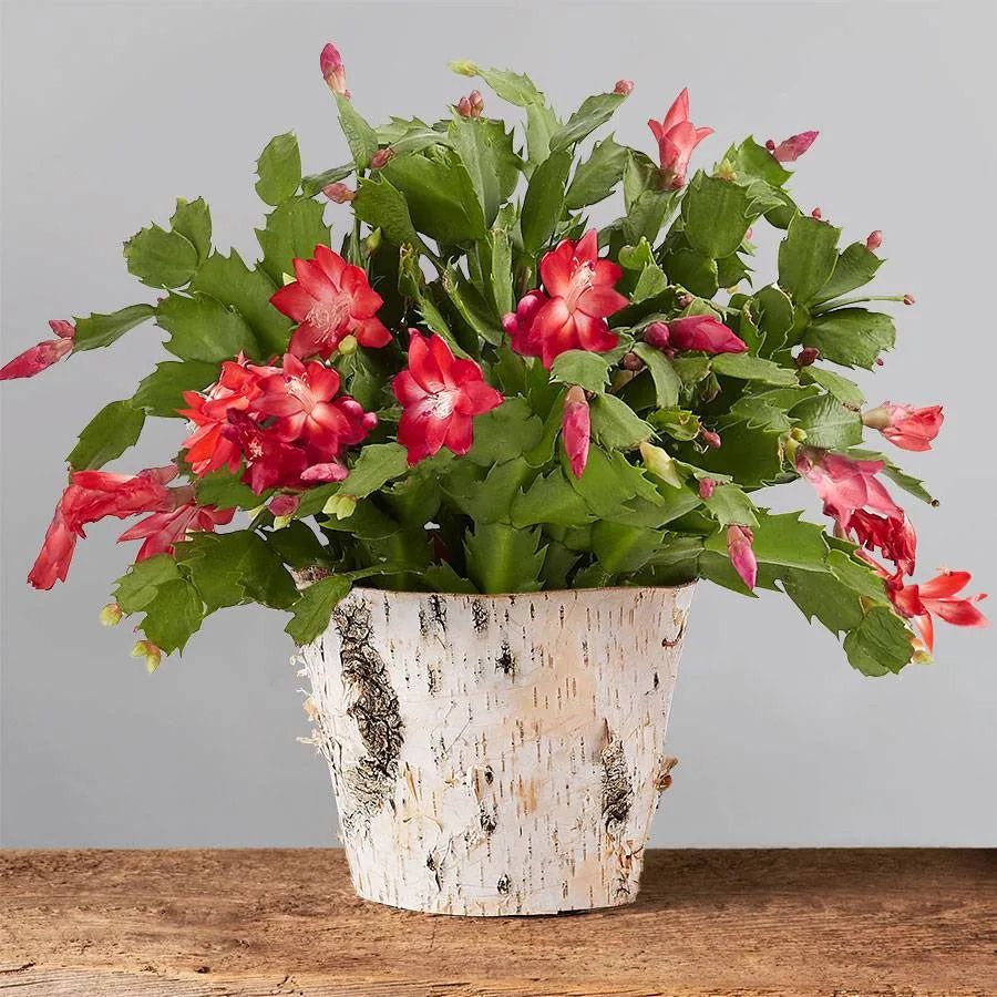 green foilage of christmas cactus in a white pot with brown wooden table