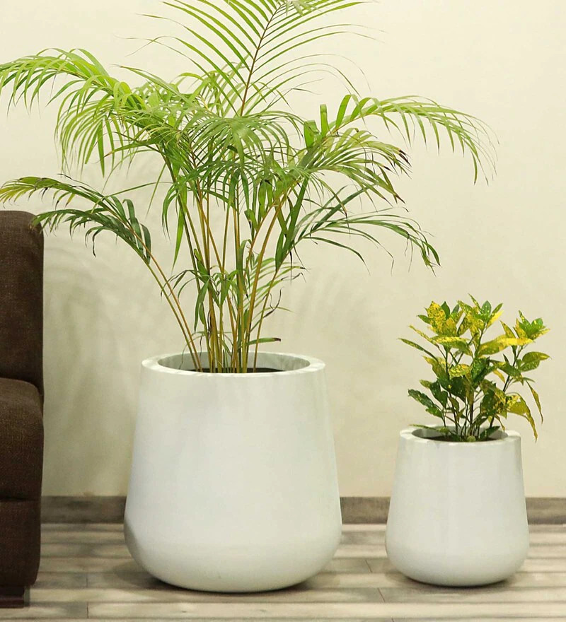 White fibre glass planters with plants