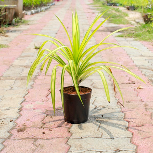 Golden spider plant