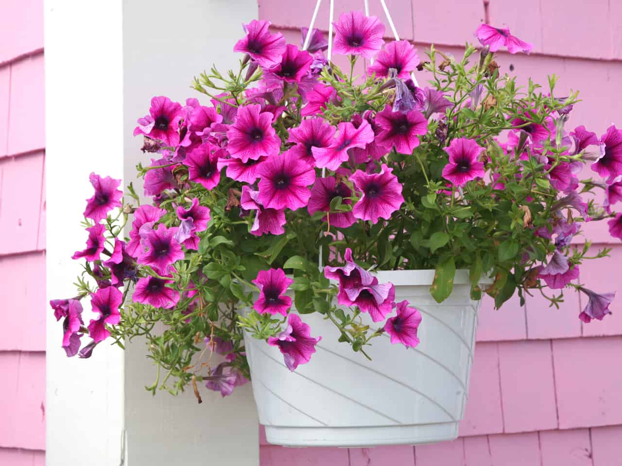 Bright pink plant in a hanging basket