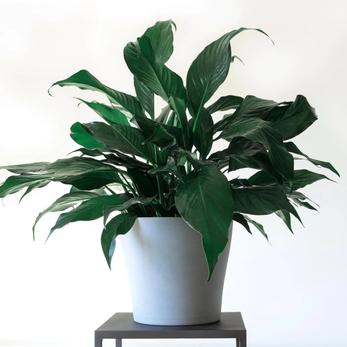 green peace lily plant with white pot