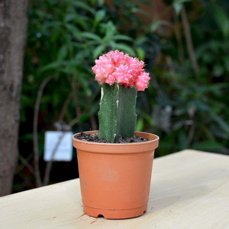 Moon cactus with a pink flower on top in a brown planter on a table