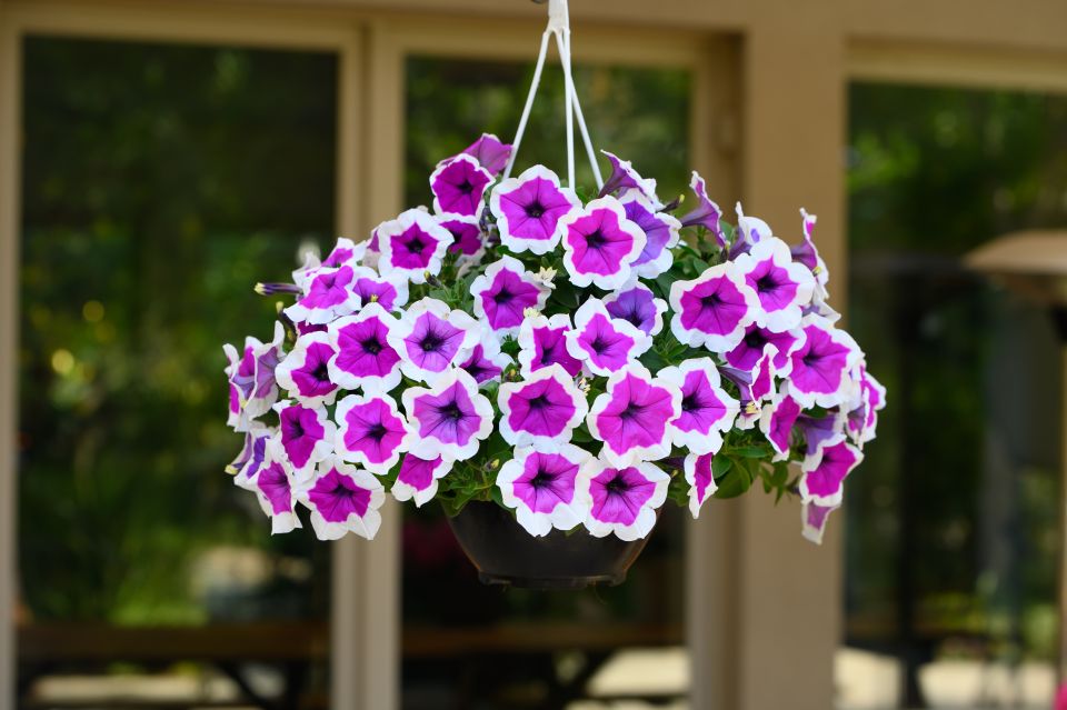 White and purple hanging floral plant
