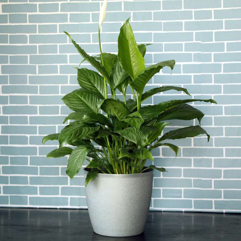 Plantxo peace lily plant in sky blue background