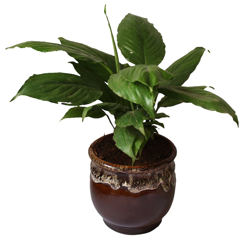 Peace lily plant in a glazed pot