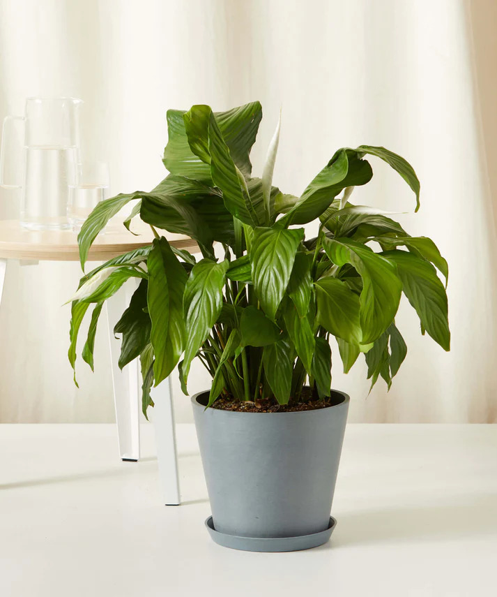 Sapling world peace lily plant in light blue planter