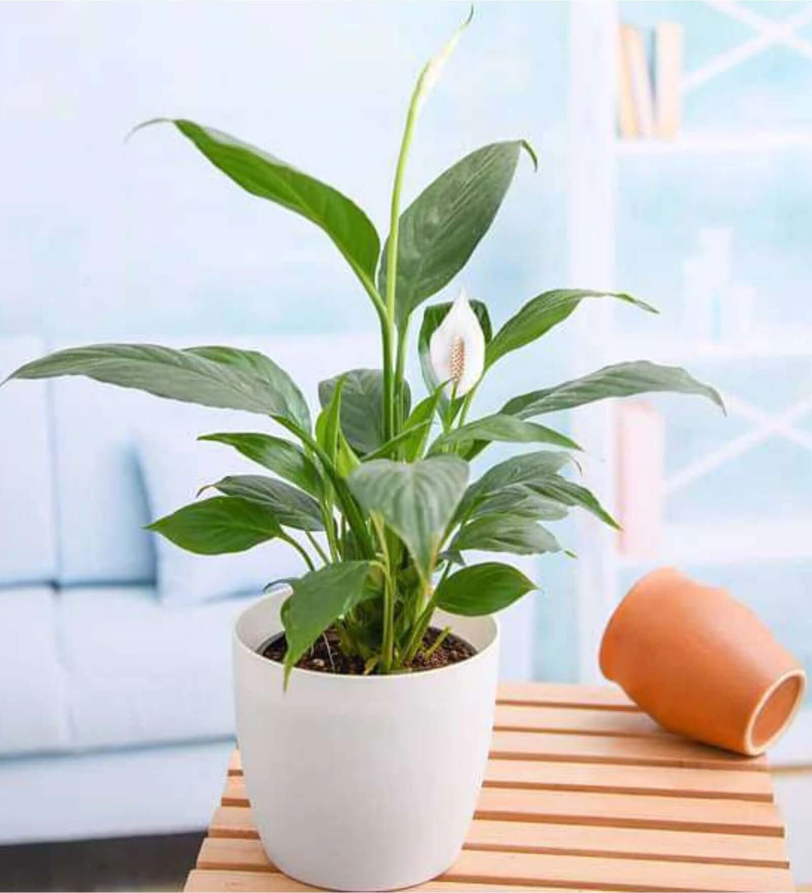Peace lily plant in a white planter on a table