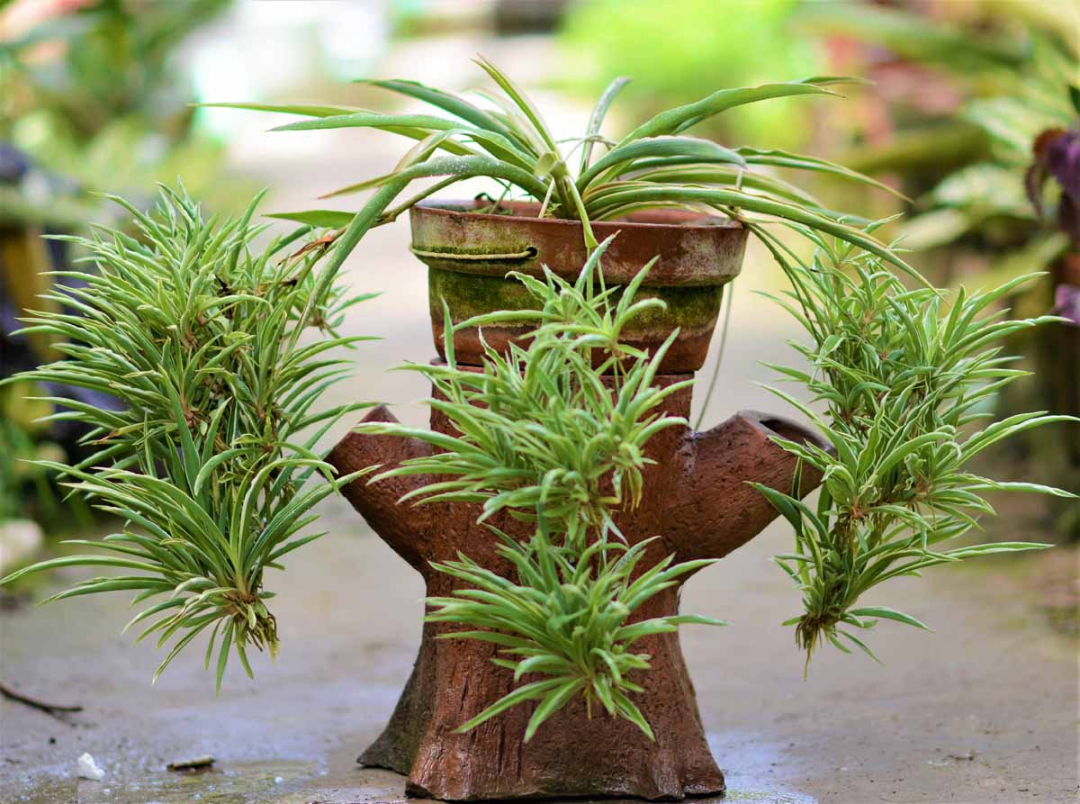 Spider plant Chlorophytum Comosum