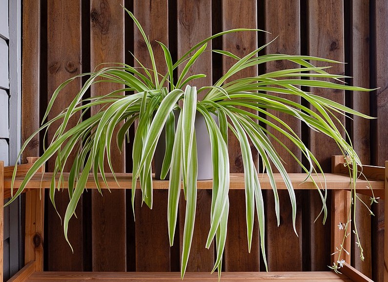 Plants as wall decor