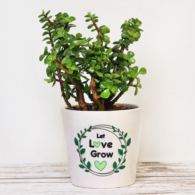 Jade plant in a white printed pot