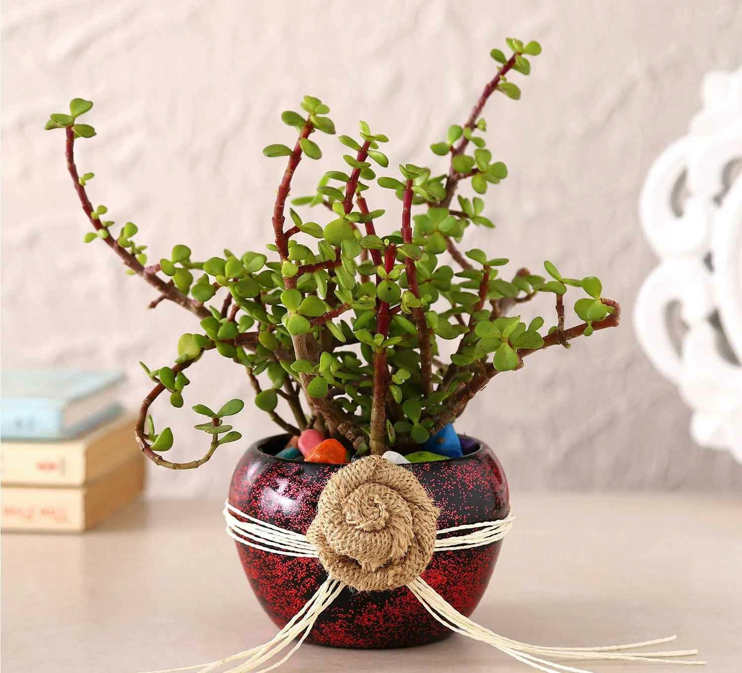 jade plant in a maroon pot on a brown table with books, names of the different types of indoor succulent plants available online