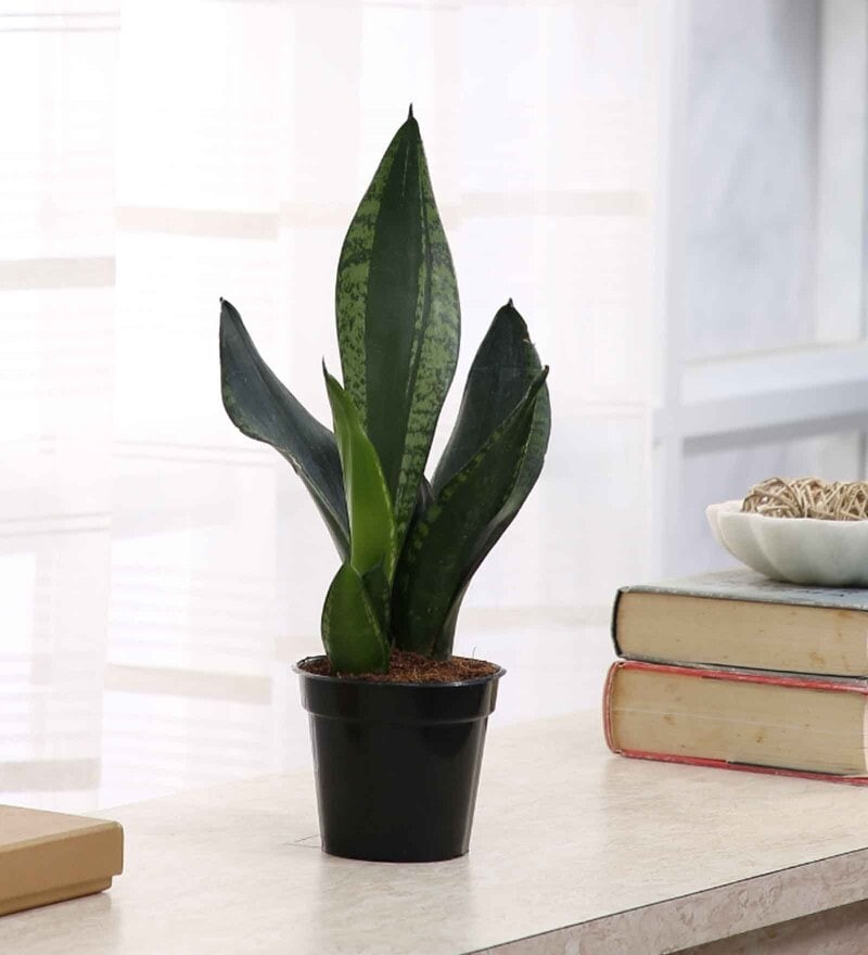 brown wooden table with a snake plant in a black planter with books, names of the different types of indoor succulent plants available online