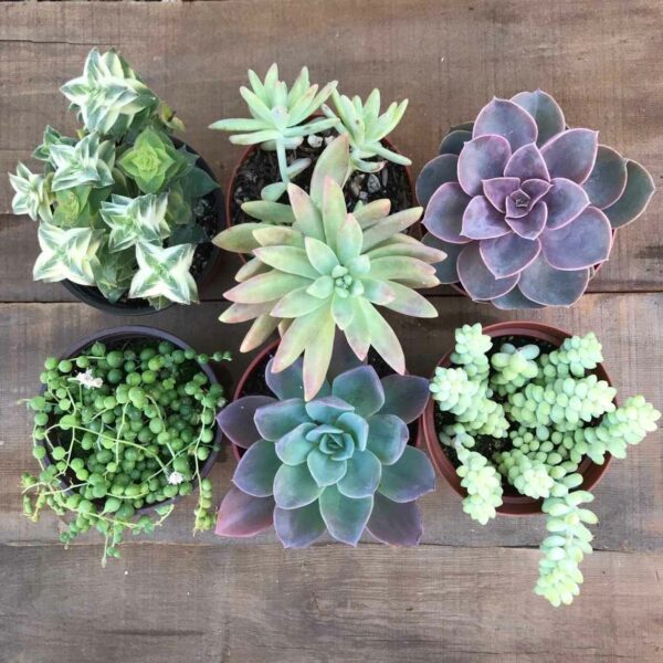 Succulent plants: 10 Best types & tips to grow indoors (Buy online!)