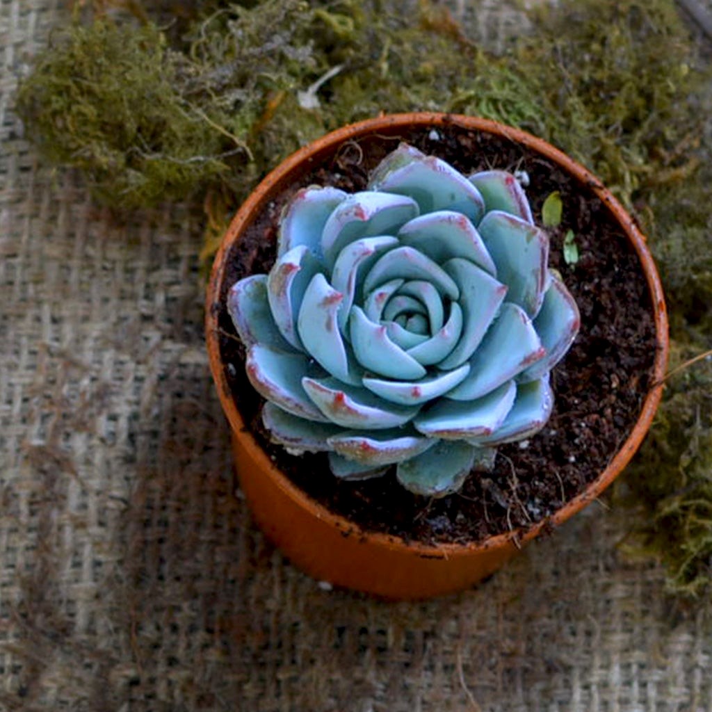 gorgeous blue succulent in a brown planter, names of the different types of indoor succulent plants available online