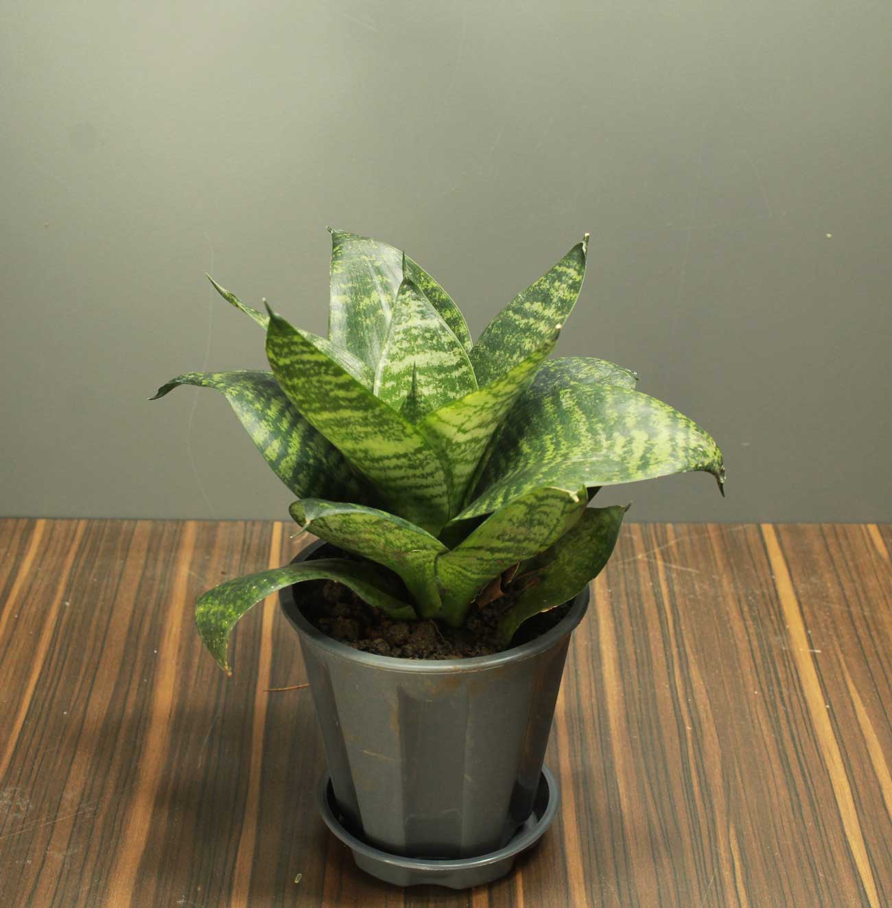 black planter with snake plant on a brown wooden table, names of the different types of indoor succulent plants available online
