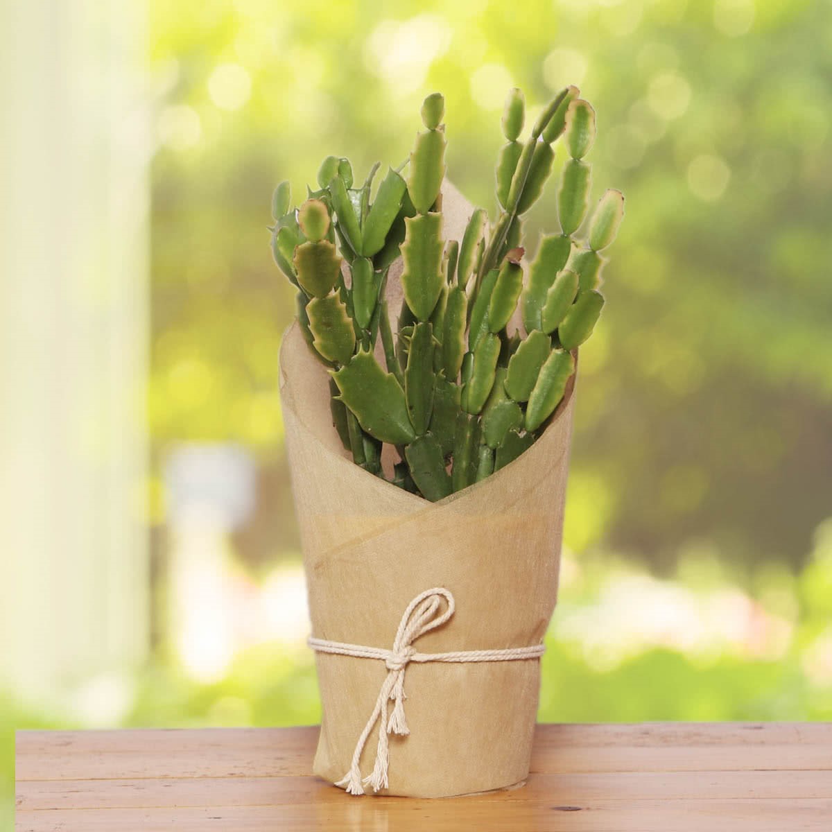 christmas cactus plant with green foilage in a brown packing placed on a wooden table, names of the different types of indoor succulent plants available online