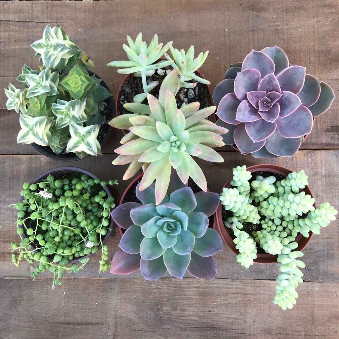 Succulent plants 20 Best types & tips to grow indoors Buy online ...