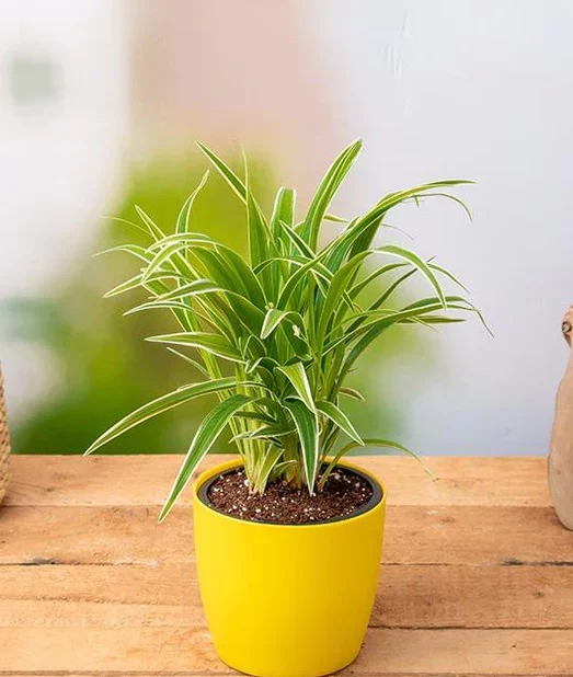 Chlorophytum spider plant