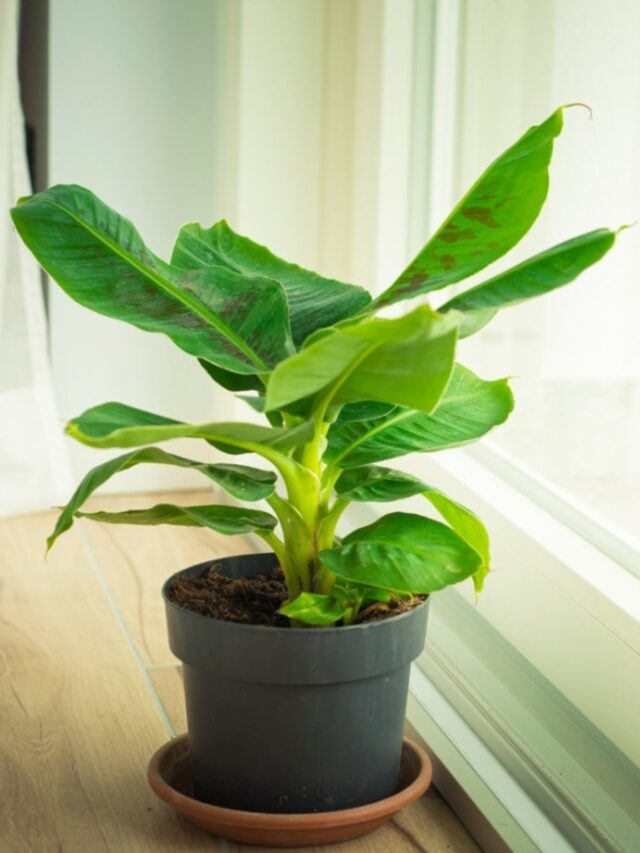 How Many Different Types Of Banana Trees Are There