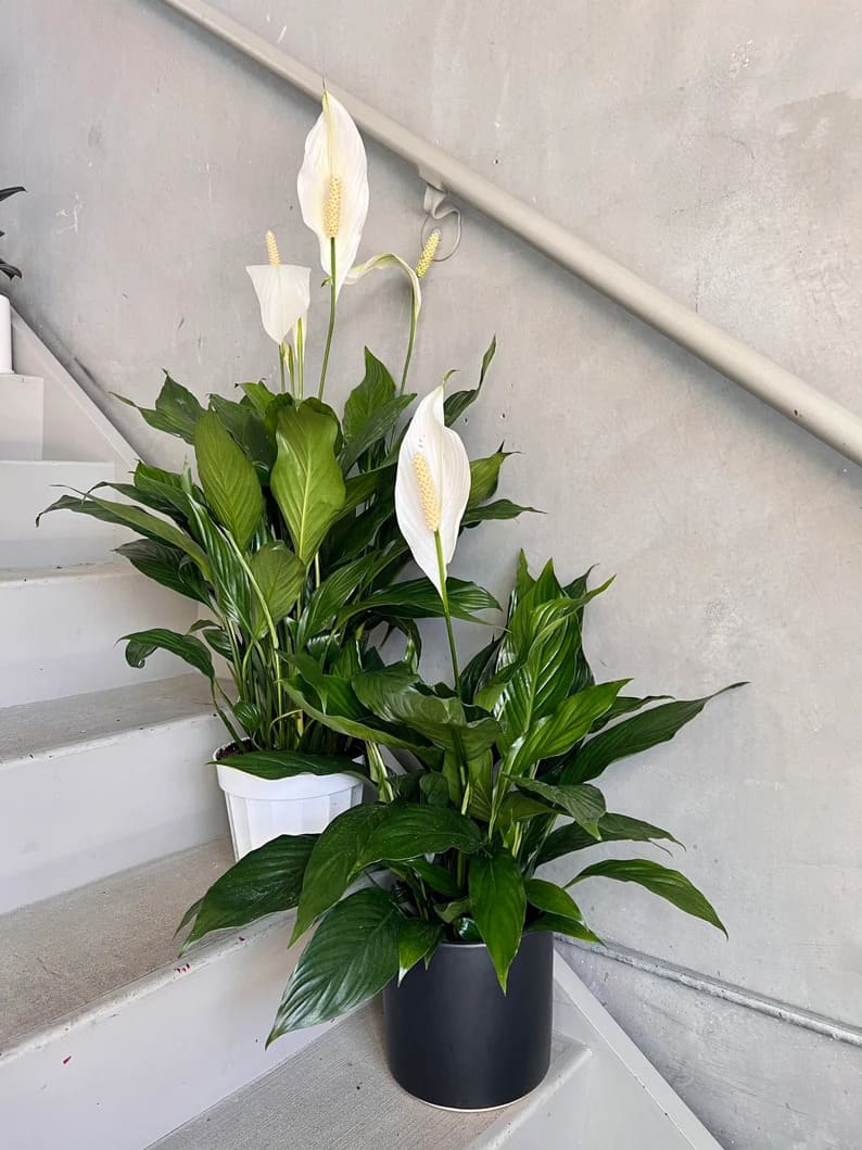 Peace lilies on stairs