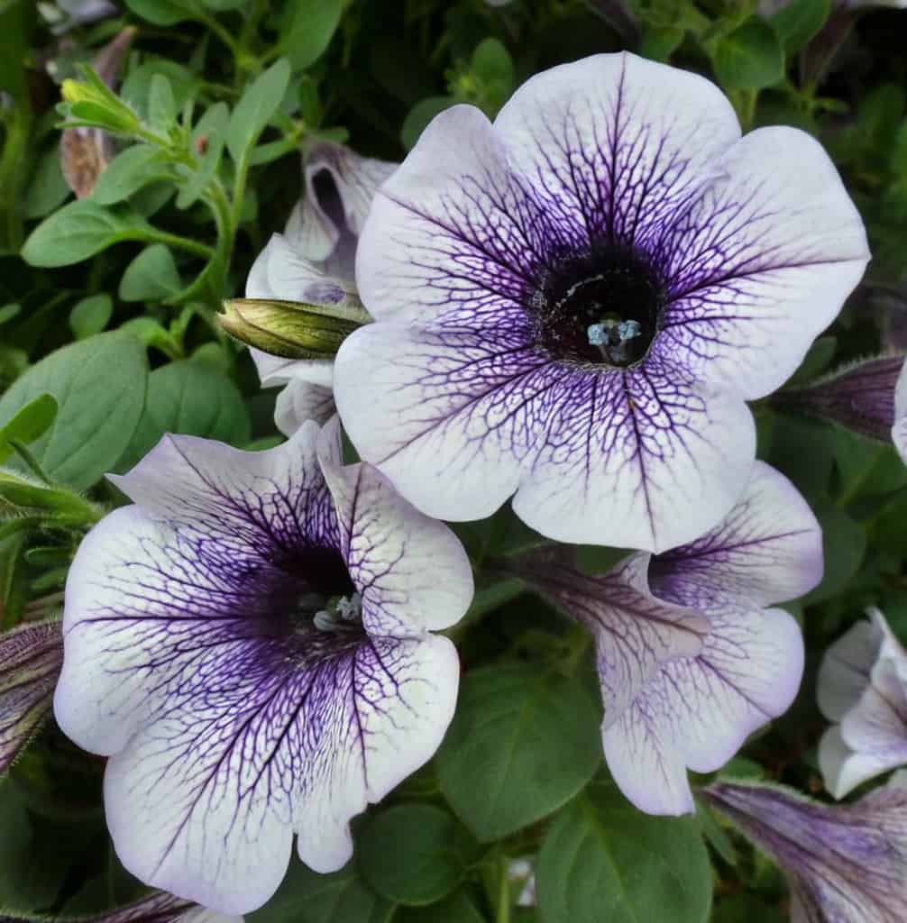 Elegant white and purple blooms