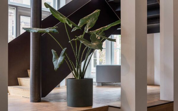 A large houseplant downstairs