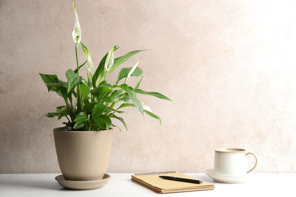 A jetty variant of peace lily plant on a table