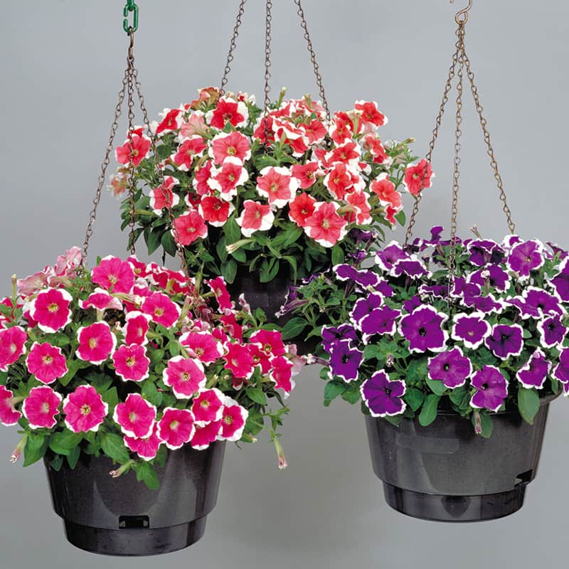 Multiflora petunias in baskets
