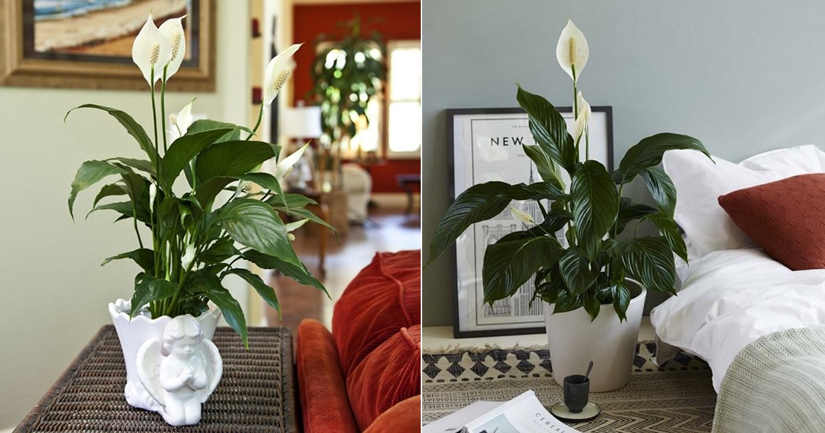 Two peace lily plants with different decor