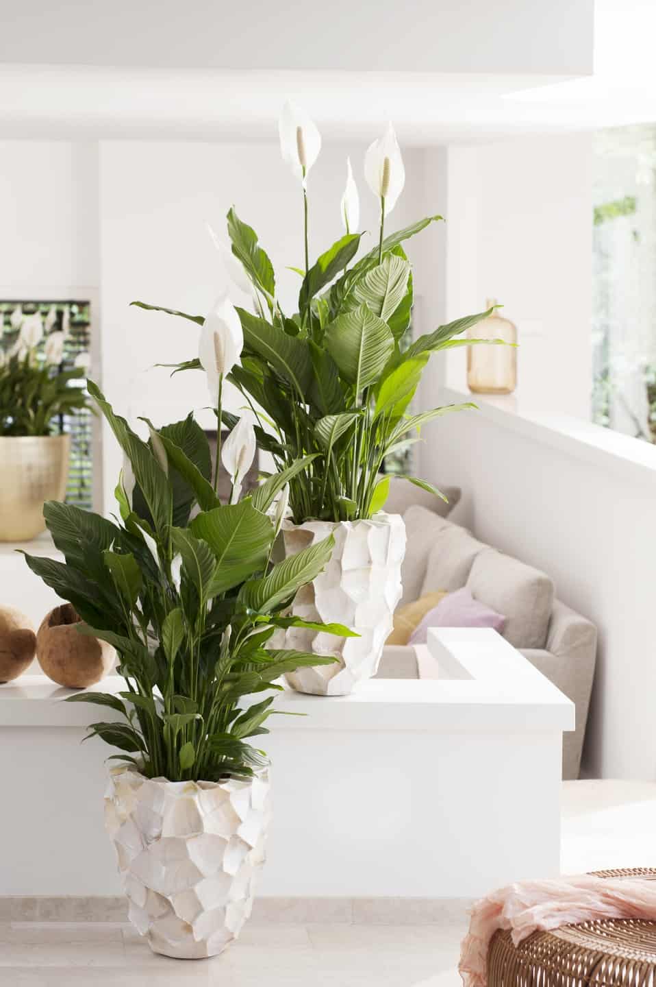 A pair of peace lily plants