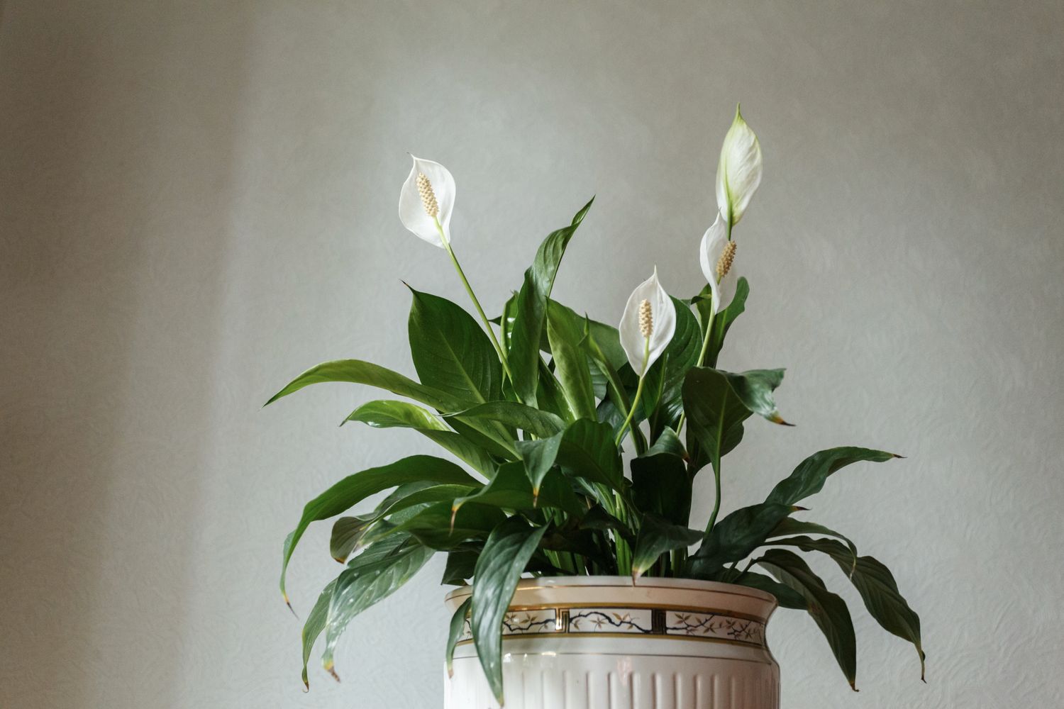 peace lily with a beautiful pot