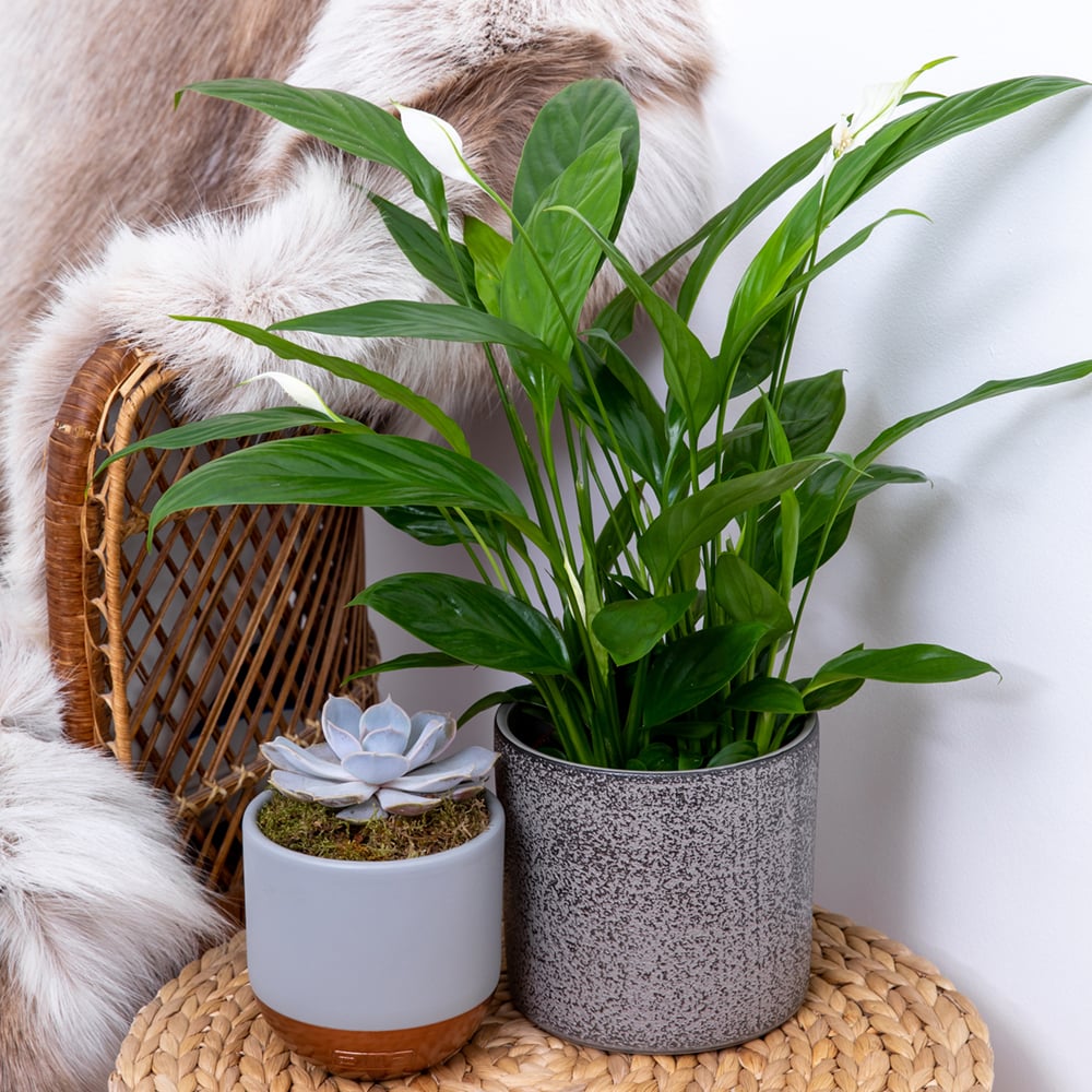Peace lily plant paired with a smaller plant