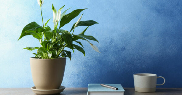 Peace lily plant along an azure background