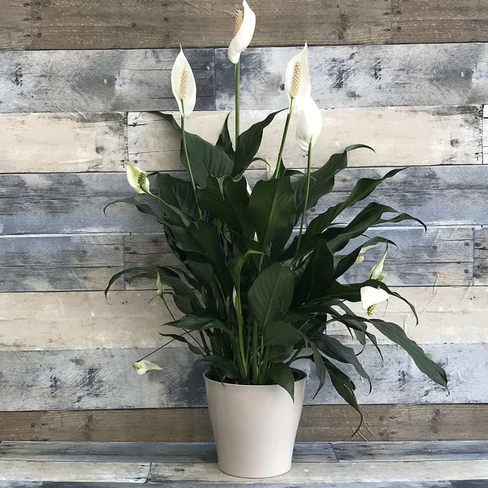 Peace lily along wooden background