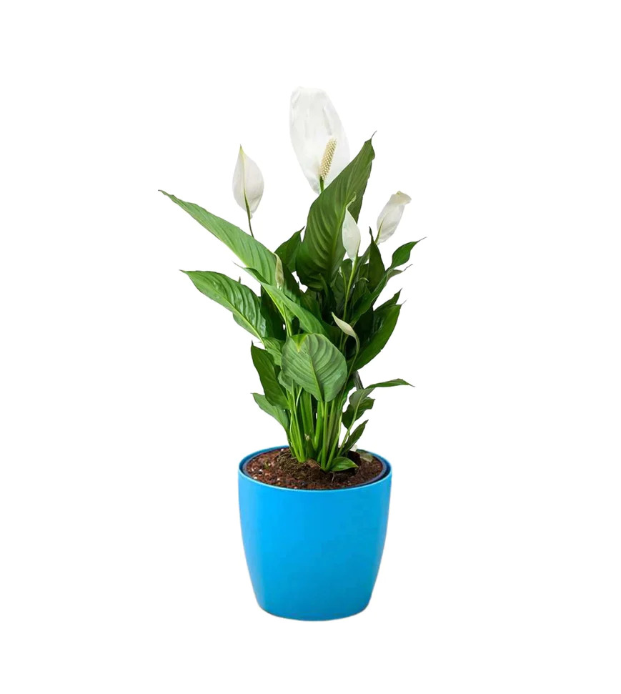 Plant a Plant peace lily plant in sky blue pot