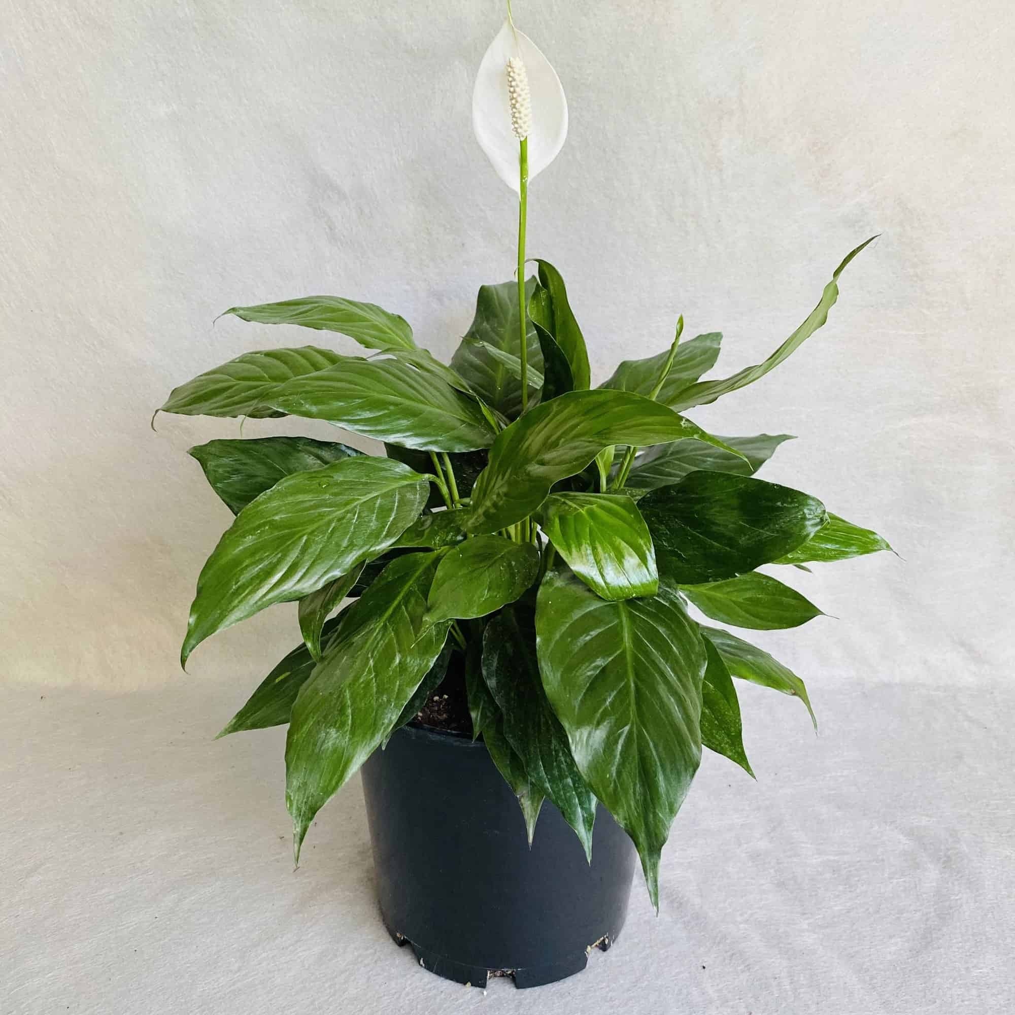 A medium sized peace lily in a planter.