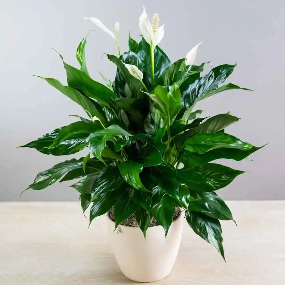 Seedplex peace lily plant in white planter