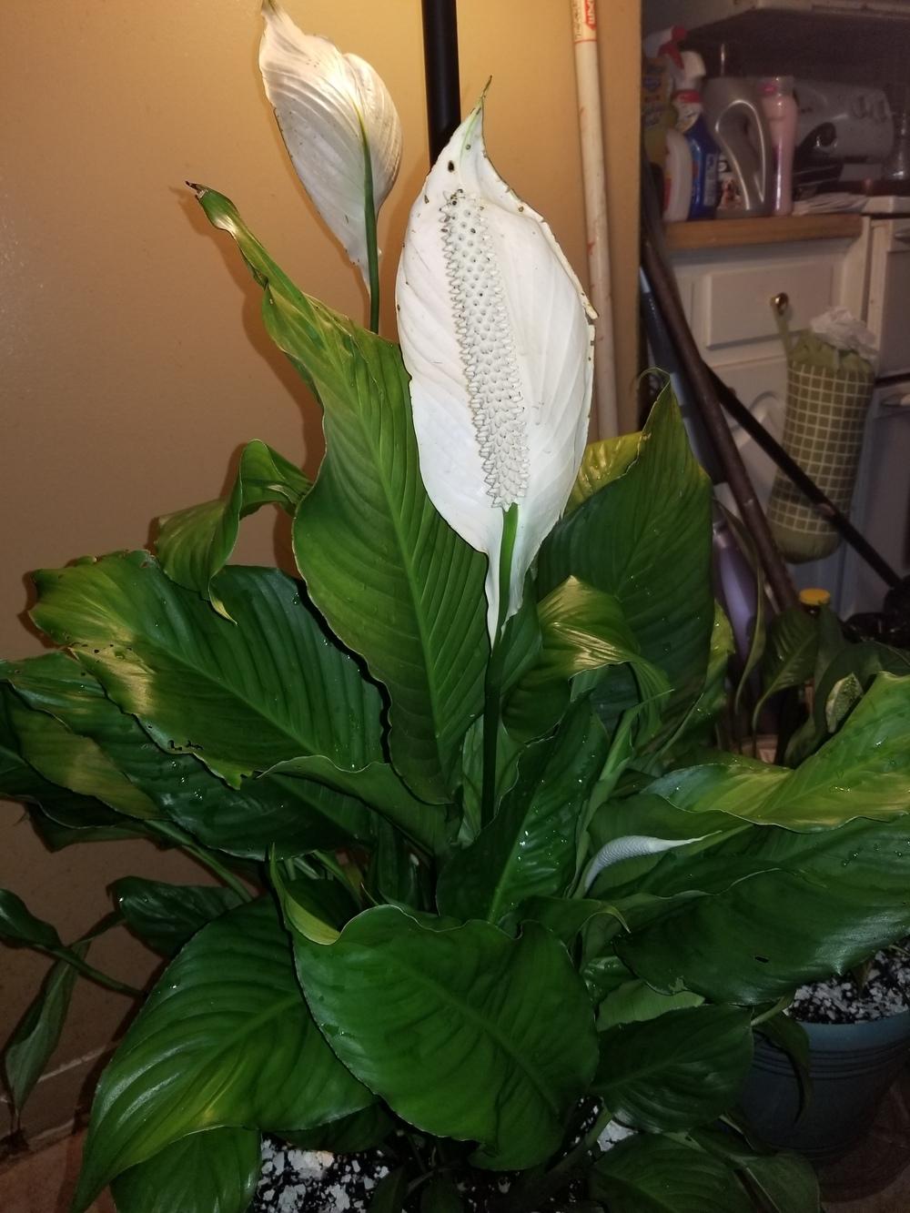 A medium sized peace lily plant