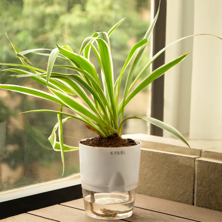 Spider plant with self watering pot
