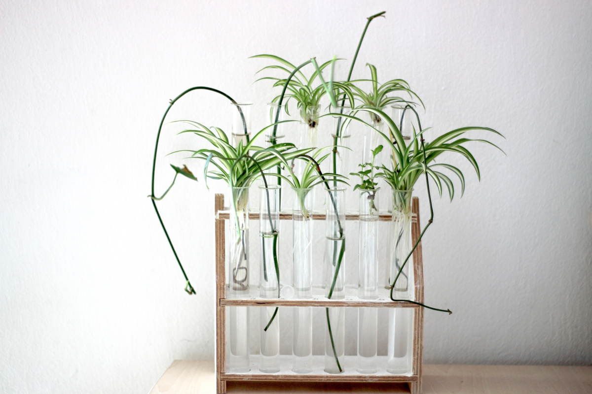 Propagating in water, spider plant home decor