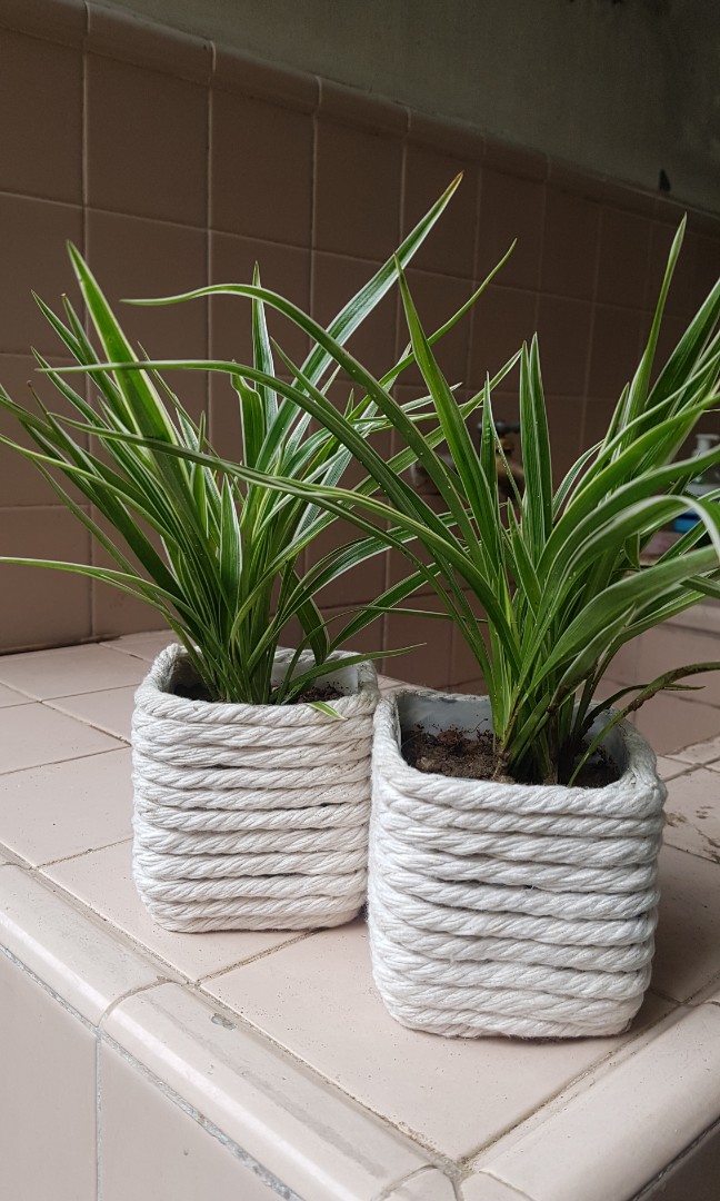 Plants in recycled plastic pots