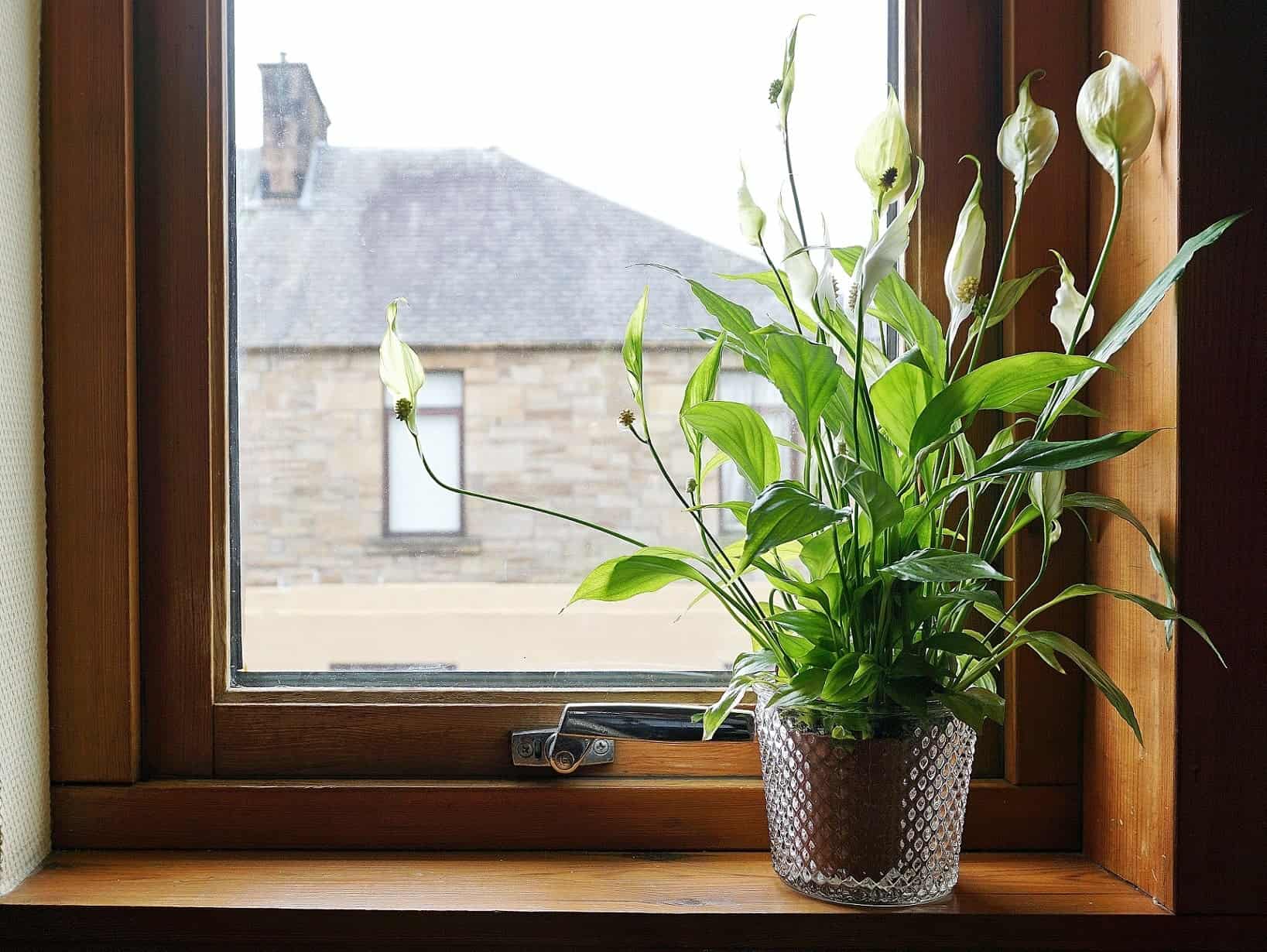 A beautiful star lily plant along the window