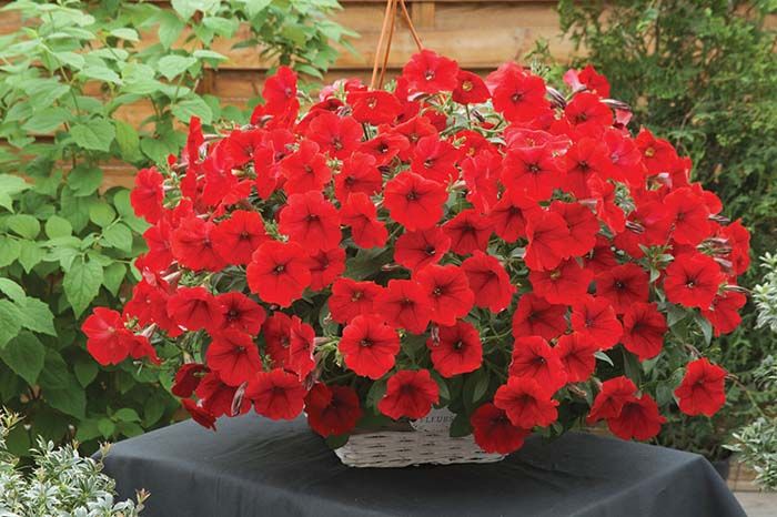 Glossy red petunia flowers