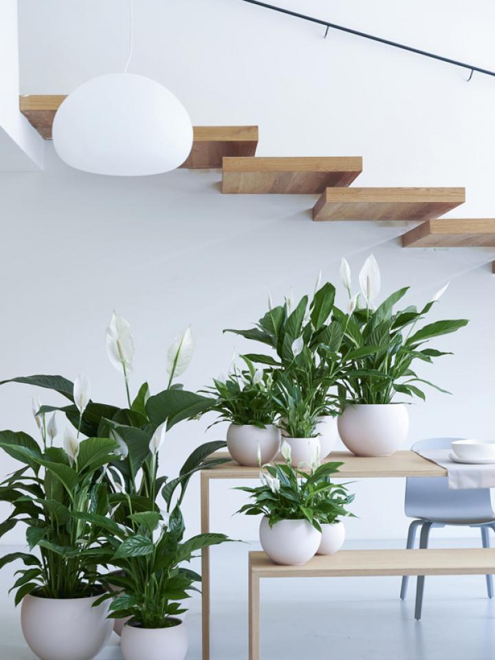 Multiple Peace Lily plants with stairs