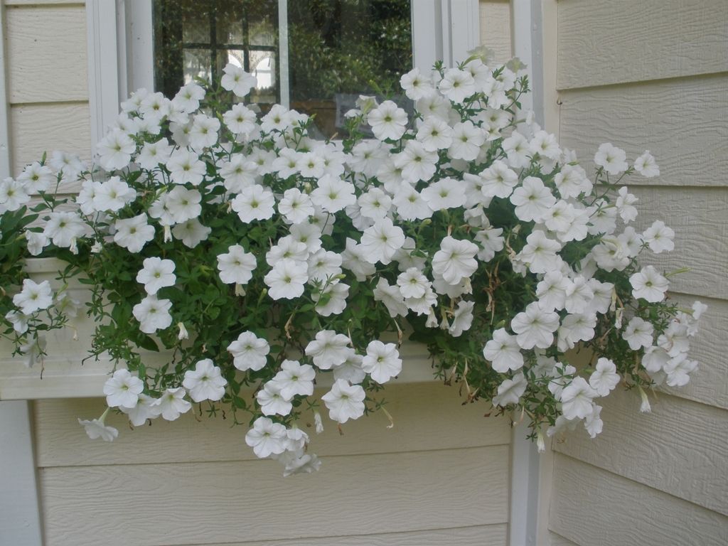 White flowers window