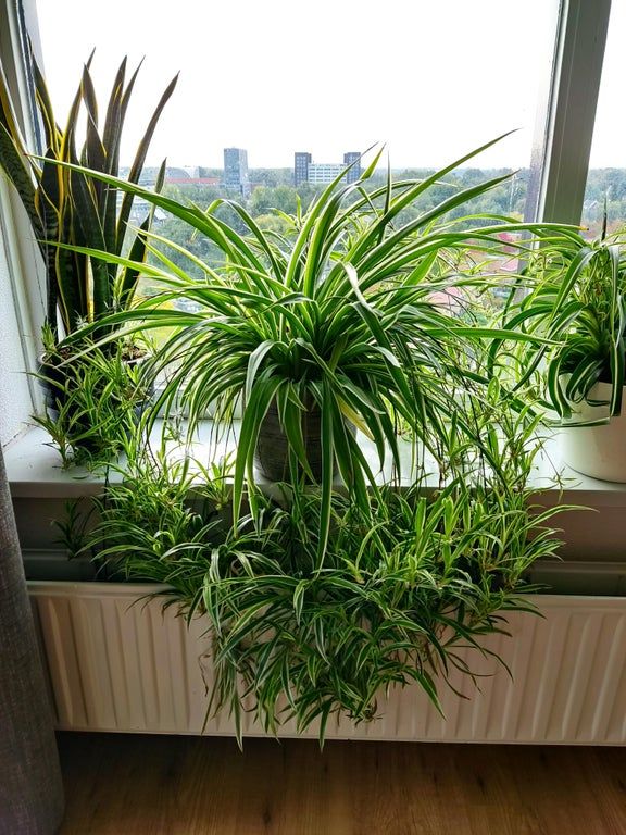 Spider plant on the window sill