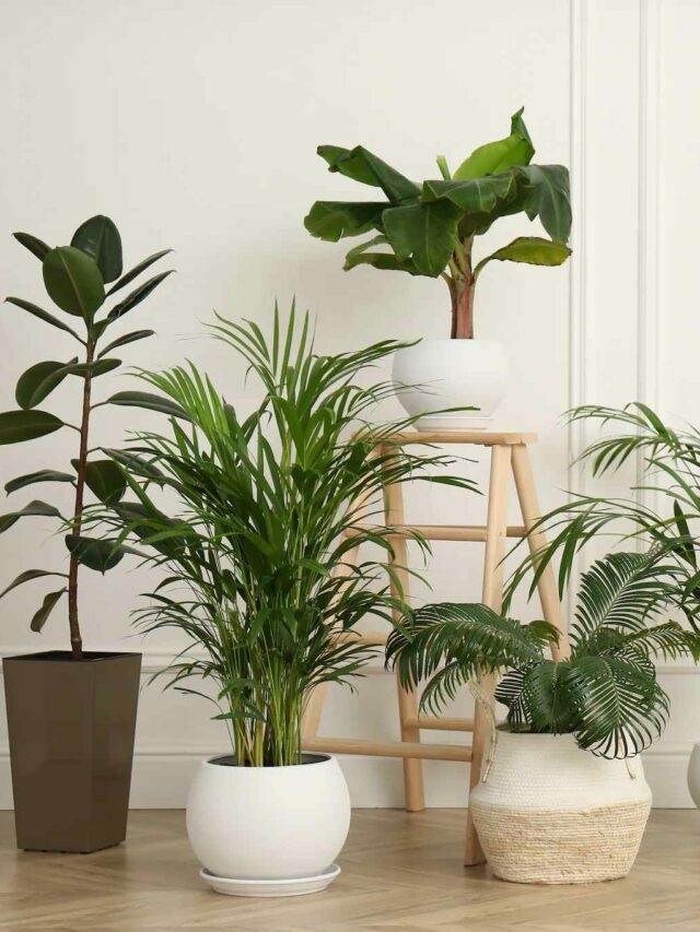 indoor plants in the living room